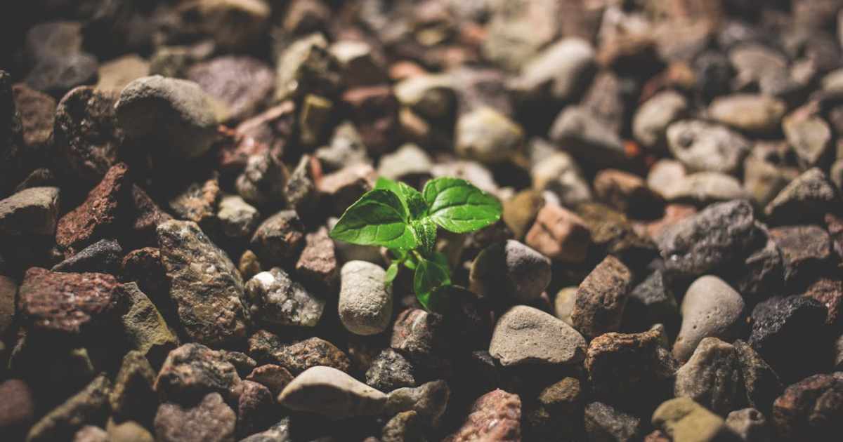 An unlikely seedling grows from between rocks, representing the difficulty of companies growing their core business while being future-ready.