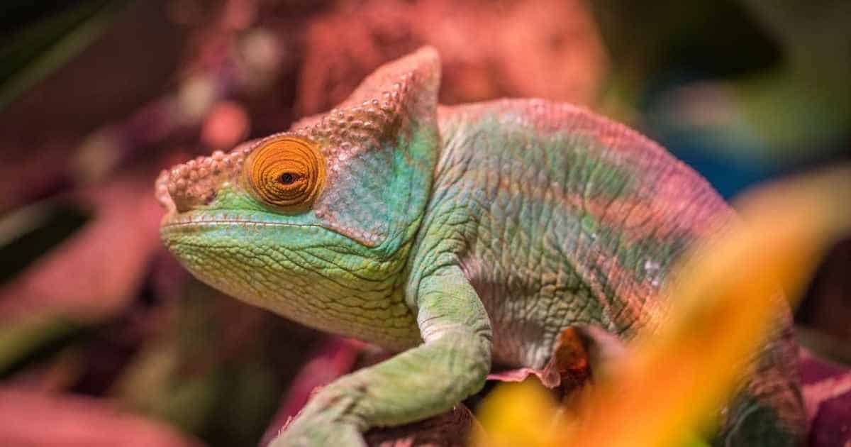 A chameleon with various colors represents adaptability, something that organizations should strive for instead of predictability. 